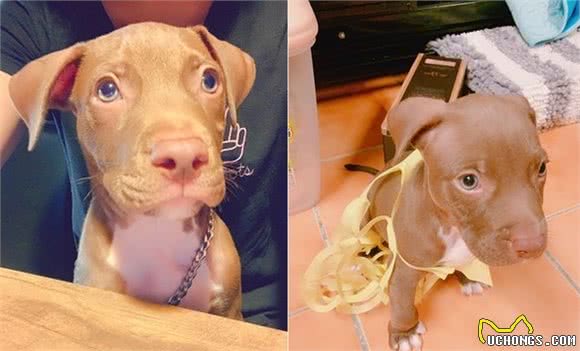 比特犬看到孩子哭，吓得不知所措，去叫妈妈，彻底颠覆比特犬形象