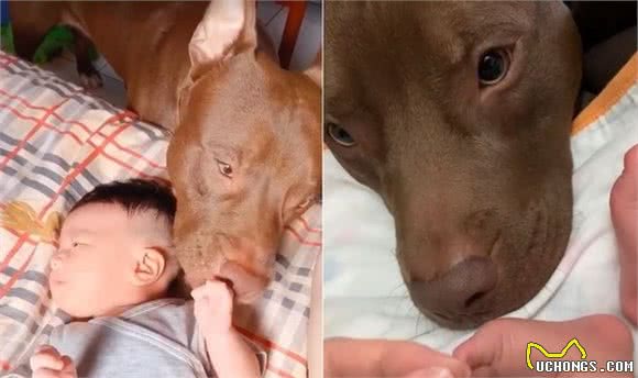 比特犬看到孩子哭，吓得不知所措，去叫妈妈，彻底颠覆比特犬形象