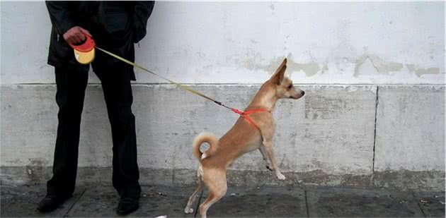训犬师一次遛4只狗，我遛一只搞不定？从牵引绳开始都有讲究