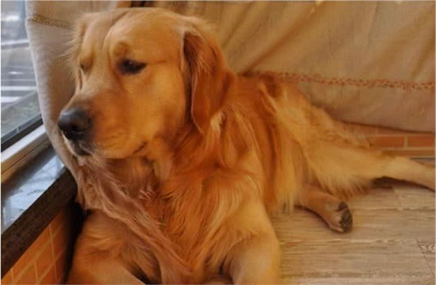 金毛犬这些行为，往往代表着它从心底认可你了