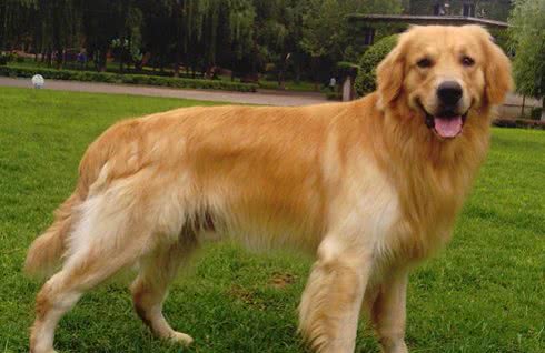 金毛犬这些行为，往往代表着它从心底认可你了