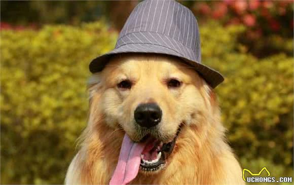 金毛犬这些行为，往往代表着它从心底认可你了
