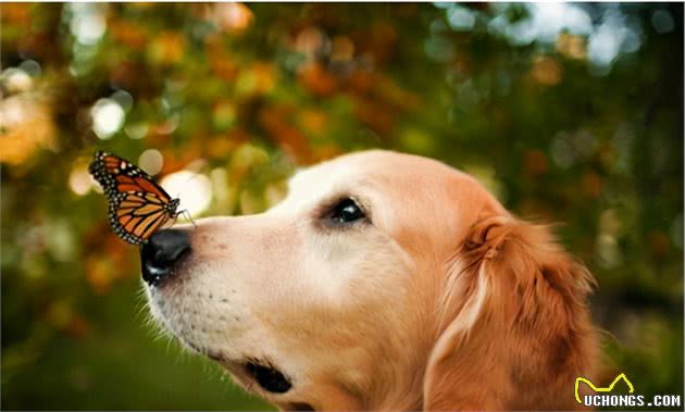 金毛犬这些行为，往往代表着它从心底认可你了