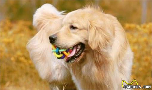 金毛犬这些行为，往往代表着它从心底认可你了