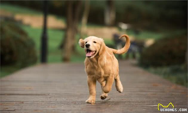 金毛犬这些行为，往往代表着它从心底认可你了