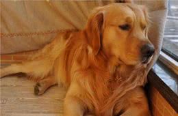金毛犬这些行为，往往代表着它从心底认可你了