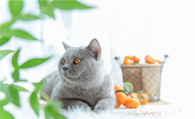温柔的蓝猫身上闪烁着银蓝色的光泽，浑圆而健壮，蓝猫怎么看品相