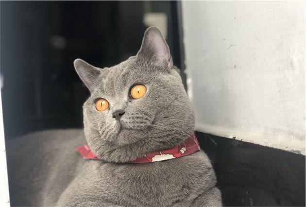 温柔的蓝猫身上闪烁着银蓝色的光泽，浑圆而健壮，蓝猫怎么看品相