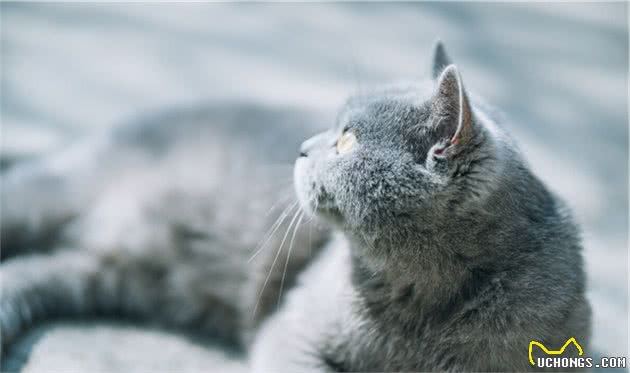温柔的蓝猫身上闪烁着银蓝色的光泽，浑圆而健壮，蓝猫怎么看品相