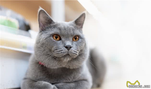 温柔的蓝猫身上闪烁着银蓝色的光泽，浑圆而健壮，蓝猫怎么看品相
