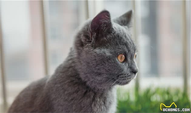 温柔的蓝猫身上闪烁着银蓝色的光泽，浑圆而健壮，蓝猫怎么看品相