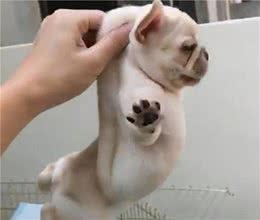 如何挑选“狗王”，把狗拎起来就能明白，一挑一个准