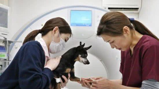 日本高龄犬待遇赶上人类：健身、艾灸、健康体检