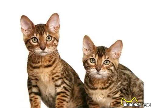 你养的狸花猫，真掉价