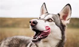 狗狗这些“异常”，是生病的信号，最后一个总是被忽略