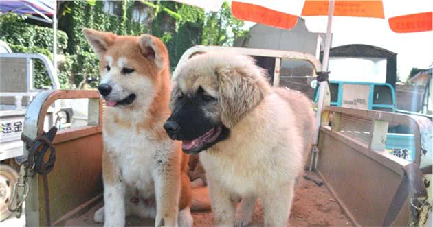 秋田犬价格多少钱一只？