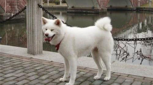 秋田犬价格多少钱一只？