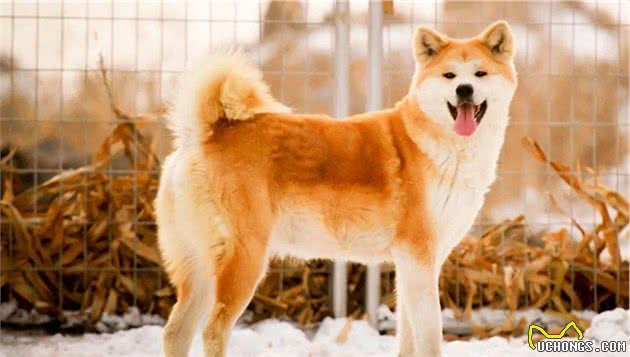 秋田犬价格多少钱一只？