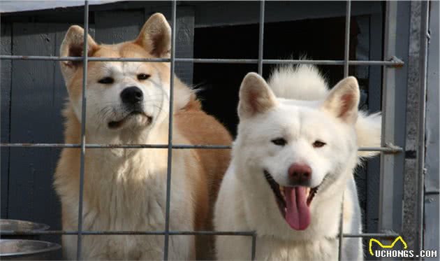秋田犬价格多少钱一只？