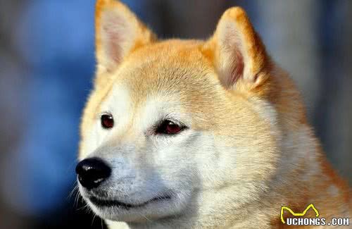 秋田犬价格多少钱一只？
