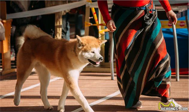 秋田犬价格多少钱一只？