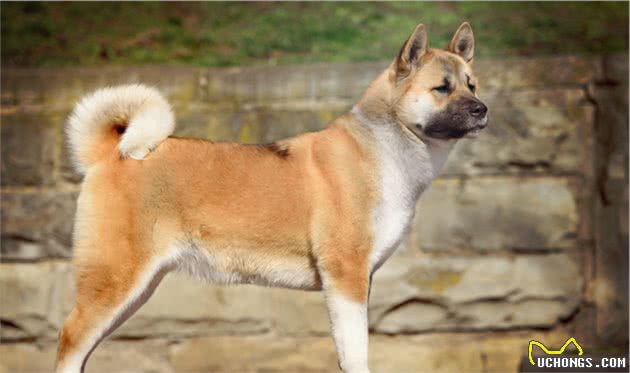 秋田犬价格多少钱一只？
