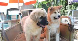 秋田犬价格多少钱一只？