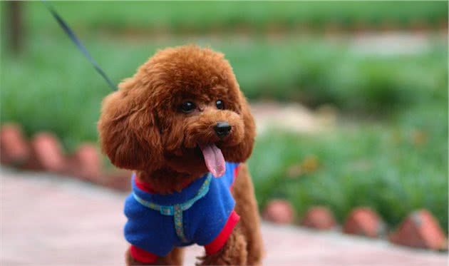 泰迪犬从“万人迷”沦为“万人恨”背后的原因，迪主想过吗？