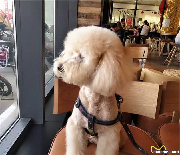 泰迪犬从“万人迷”沦为“万人恨”背后的原因，迪主想过吗？