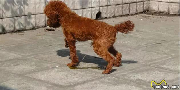 泰迪犬从“万人迷”沦为“万人恨”背后的原因，迪主想过吗？