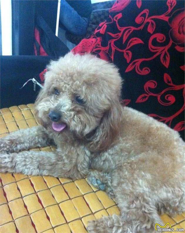 泰迪犬从“万人迷”沦为“万人恨”背后的原因，迪主想过吗？