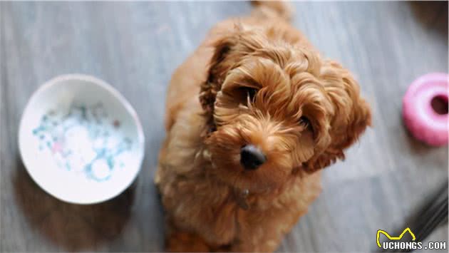 泰迪犬从“万人迷”沦为“万人恨”背后的原因，迪主想过吗？