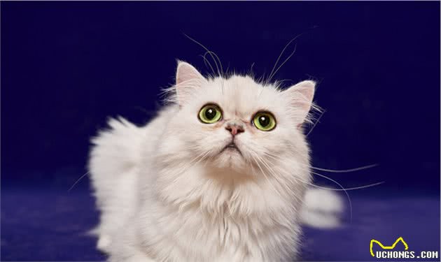 养金吉拉猫前，要清楚它的五个缺点，你都知道吗？