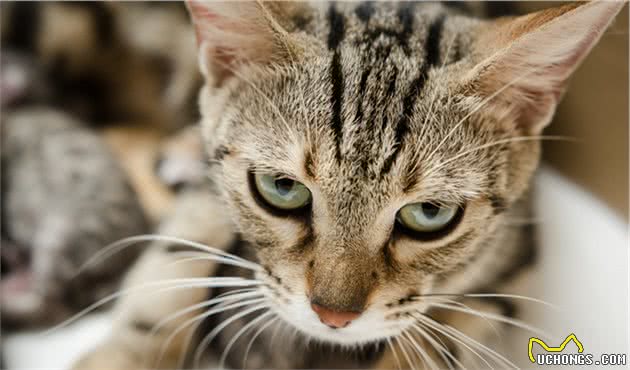 一起了解一下美国短毛猫