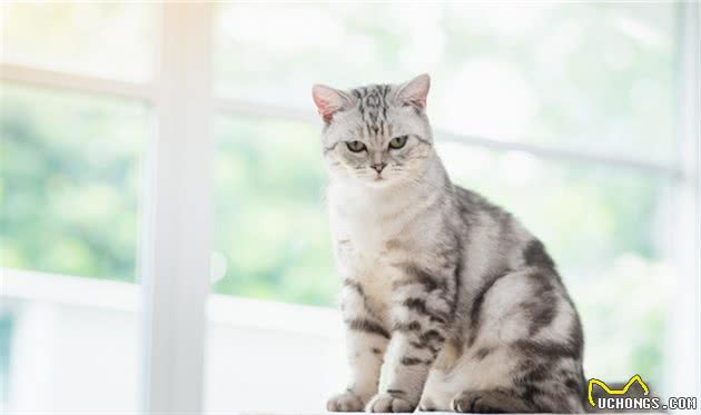 一起了解一下美国短毛猫