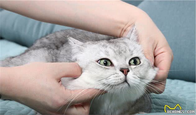一起了解一下美国短毛猫
