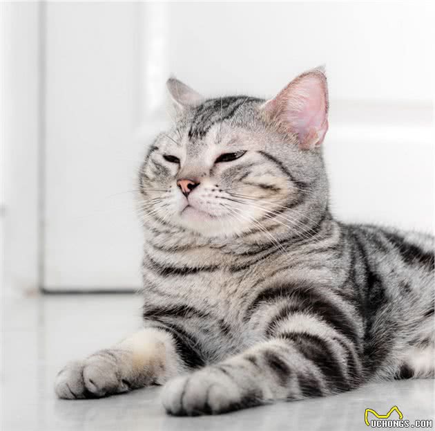 一起了解一下美国短毛猫