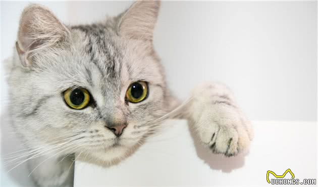一起了解一下美国短毛猫