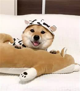 曾被培育为狩猎犬的柴犬，你了解吗