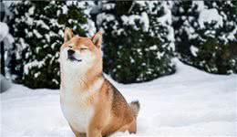 冬天养狗的五大误区，你犯了几条？