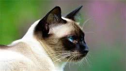 被称为“猫中之狗”的暹罗猫，原来是个贵族~