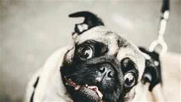 辟谣：狗狗哭泣就是因为伤心？当然不是，有可能是逆向鼻涕哦