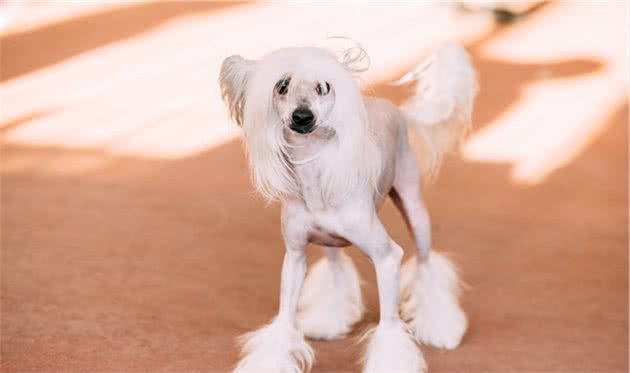 中国冠毛犬的饲养要点，你应该了解这些