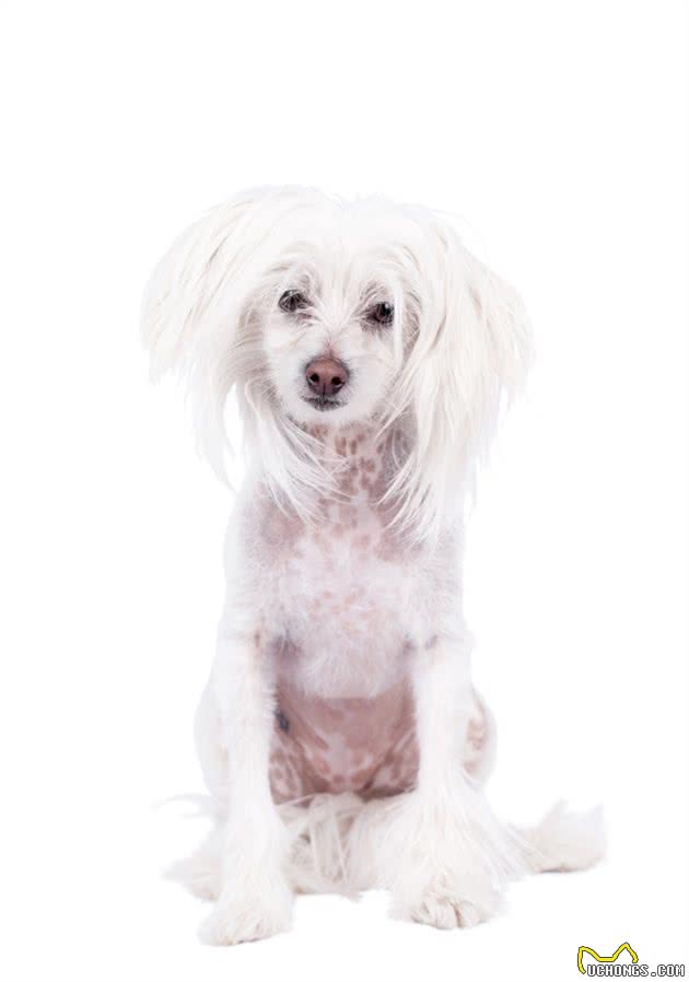 中国冠毛犬的饲养要点，你应该了解这些