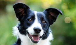 宠物托运从广州到扬州托运一只牧羊犬