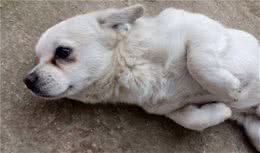 饲养注意：为了爱犬健康，请花两分钟看完