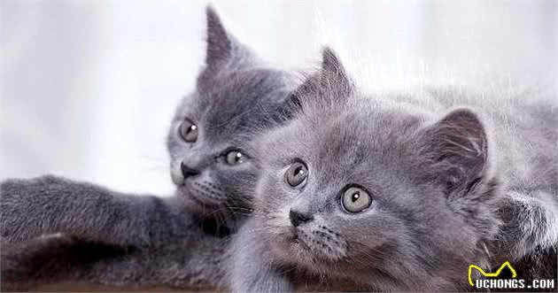 纯种英国短毛猫安静乖巧，且很好养活，那么这种猫有什么特征呢？