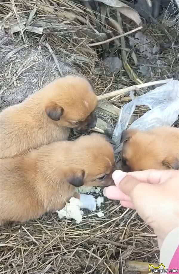小狗大冷天被扔在路边，饥不择食，一点素馒头就狼吞虎咽！