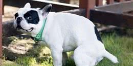 狗狗排便，为什么地点要挑很久？它们的小心思你得懂