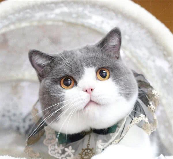 英国短毛猫，不太常见的毛色，你都见过吗？